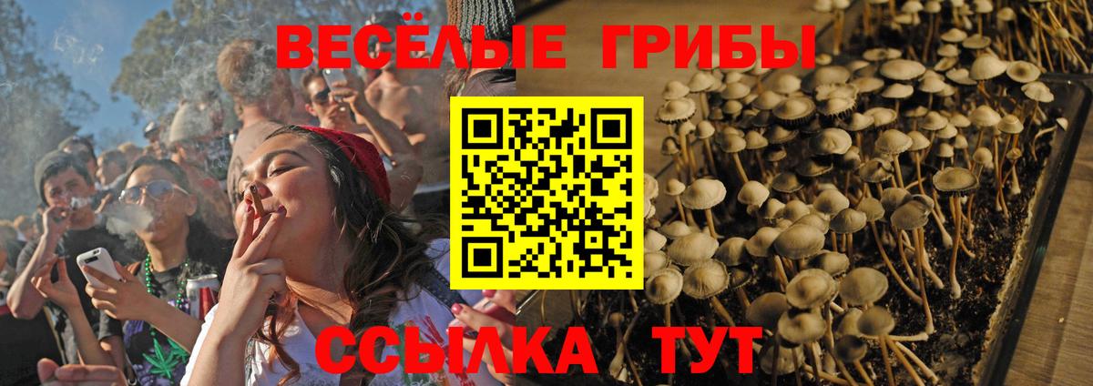 Галлюциногенные грибы Psilocybe Петрозаводск